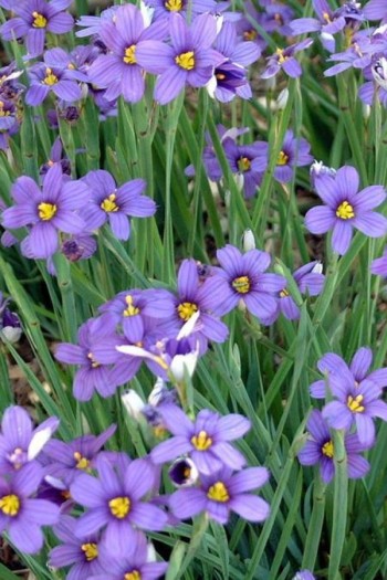 Синьоочкі вузьколисті|Sisyrinchium|Синеглазки узколистные